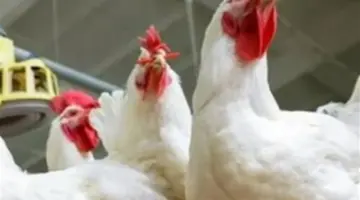 الفراخ الساسو والبلدي.. قائمة الأسعار في الأسواق الشعبية اليوم 5 أبريل